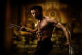 The-Wolverine
